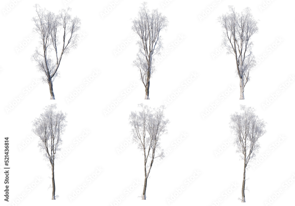 Fototapeta premium Trees and mountains in winter on a white background with clipping paths.
