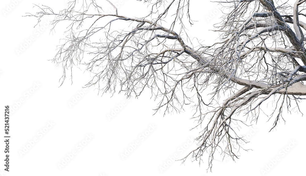 Trees and mountains in winter on a white background with clipping paths. Trees and mountains in winter on a white background with clipping paths.