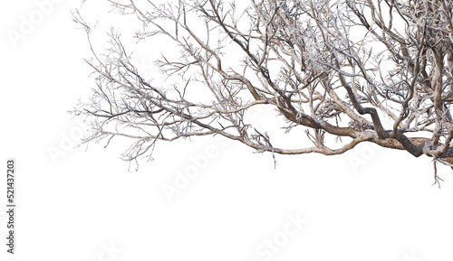 Wallpaper Mural Trees and mountains in winter on a white background with clipping paths. Torontodigital.ca