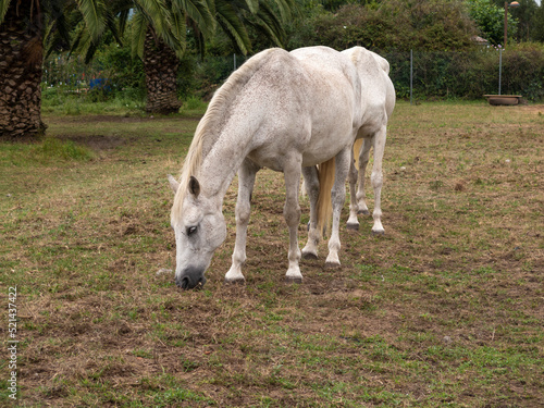 white horse grazing in the field