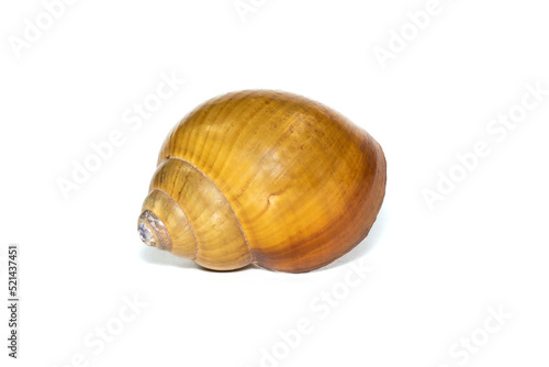 Image of brown spiral sea shell on a white background. Undersea Animals. Sea shells. photo