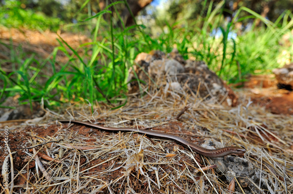 Peloponnes-Blindschleiche // Peloponnese slowworm (Anguis cephallonica) - Pylos, Peloponnese, Greece Peloponnes-Blindschleiche // Peloponnese slowworm (Anguis cephallonica) - Pylos, Peloponnese, Greece