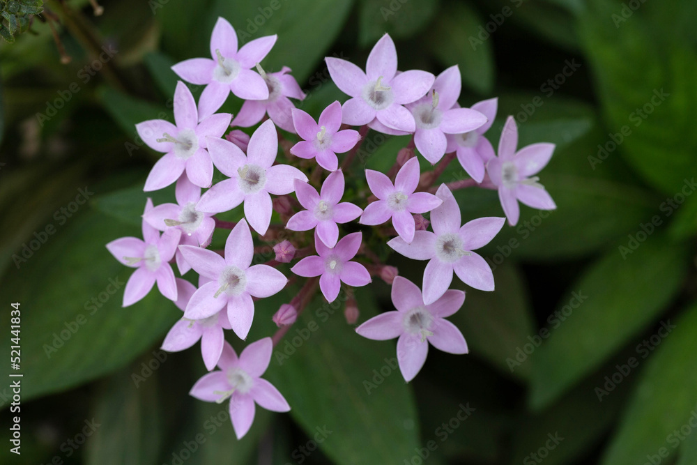 Pentas Lanceolata is also known as the Egyptian Star Cluster. Inflorescence Pentas lanceolate close-up. Shallow depth of field. Pentas Lanceolata is also known as the Egyptian Star Cluster. Inflorescence Pentas lanceolate close-up. Shallow depth of field.
