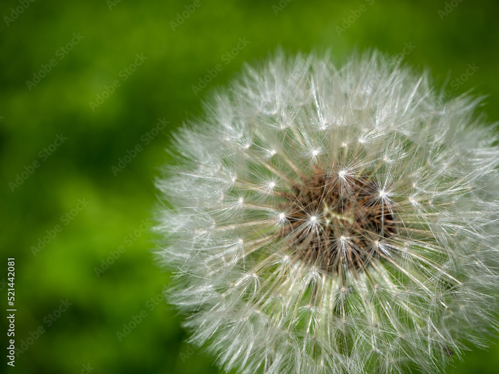 Fototapeta premium dandelion on green background