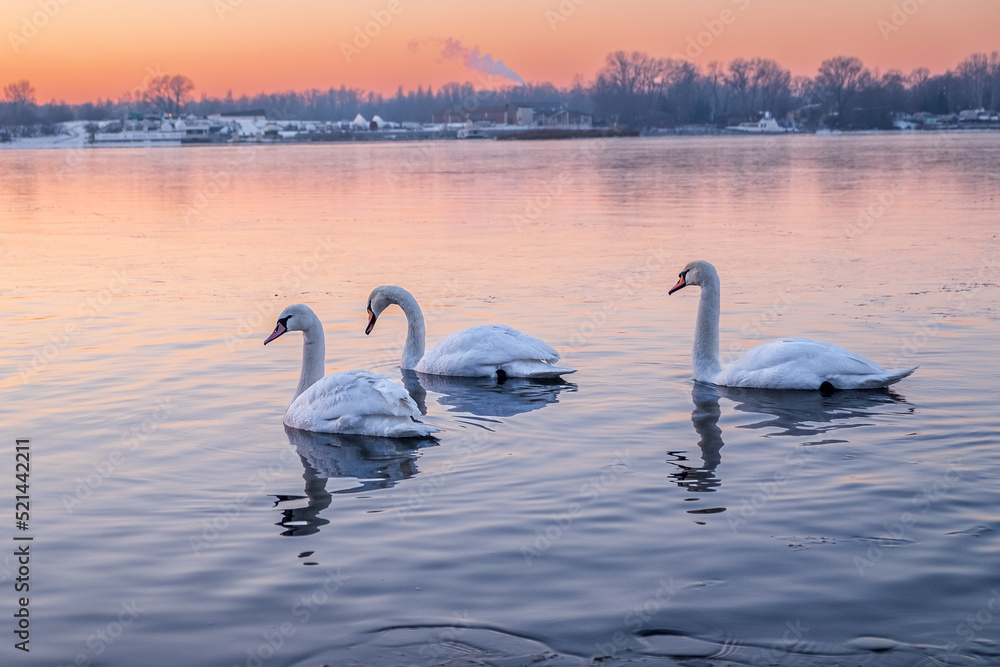 Fototapeta premium swans on the river