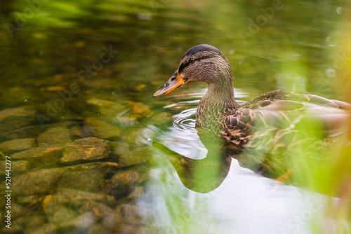 ducks in lake