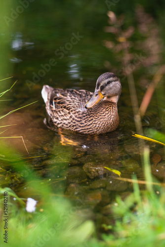 ducks in lake