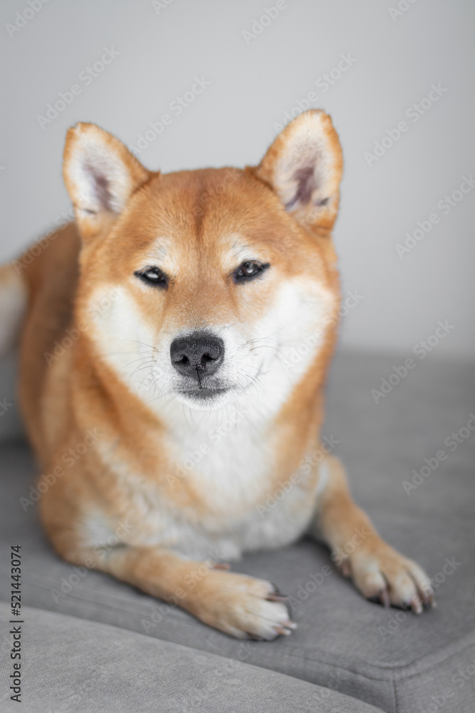 Portrait of japanese red dog shiba inu. Cute beautiful dog shiba inu dog. 