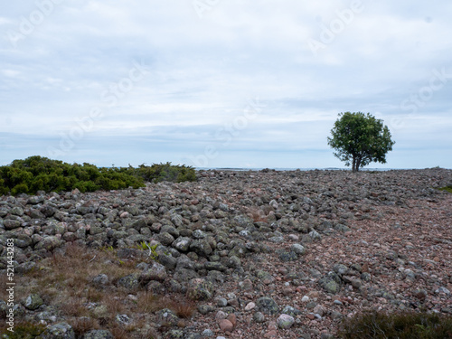 Lonely tree on the hill at Jurmo island, Finland