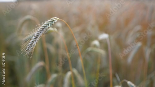 ear of cereal, in the field. close-up. rye. cereal crop.