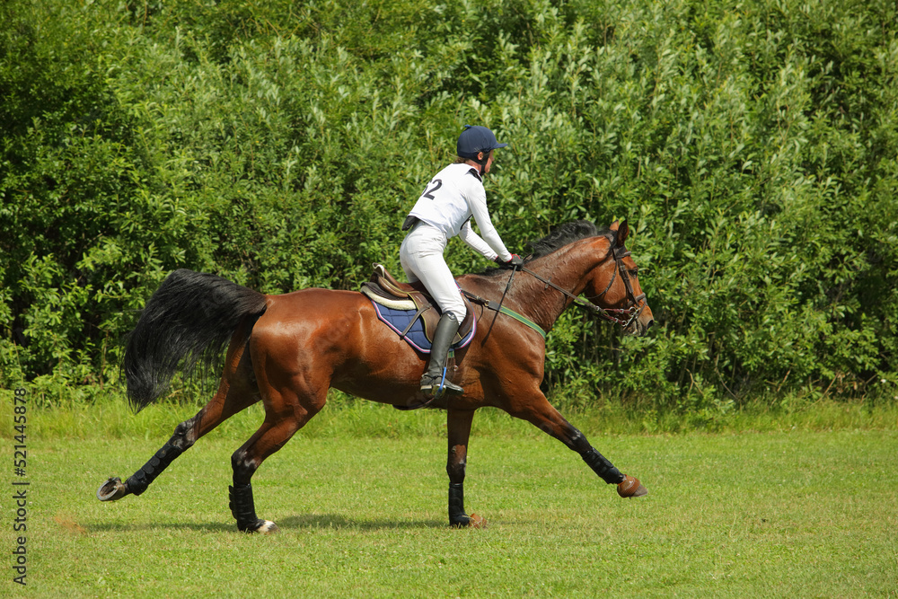 Equestrian woman galloping sport thoroughbred horse in the three day event Equestrian woman galloping sport thoroughbred horse in the three day event
