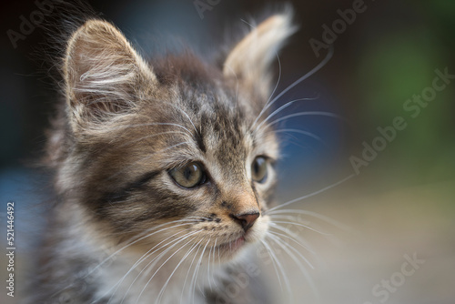 Portrait of a gray kitten. Close up domestic animal. Kitten at two month old of life © OlegD