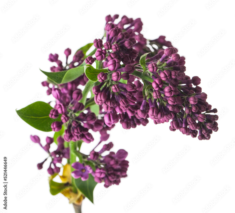 Lilac flowers isolated on white background. Lilac flowers isolated on white background.