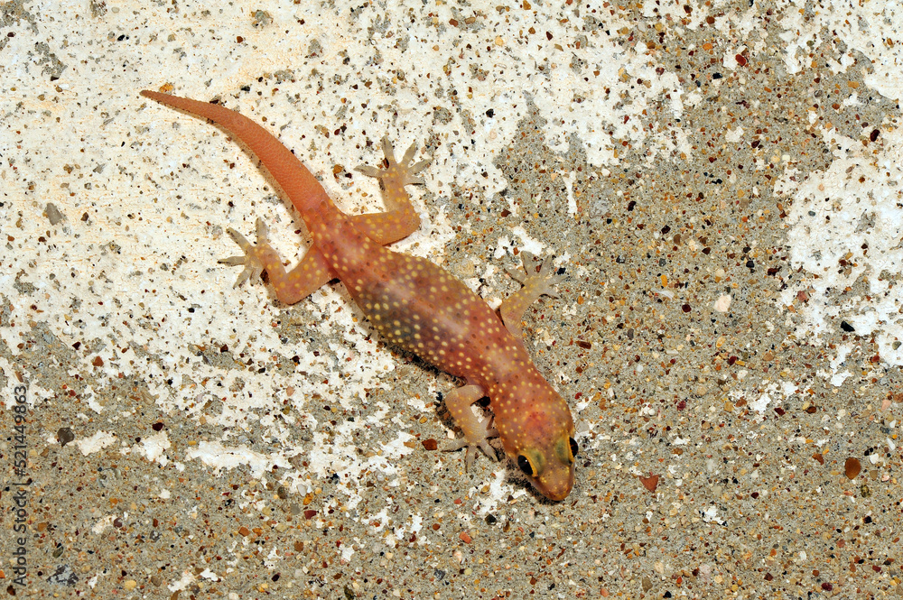 Europäischer Halbfinger // Turkish gecko (Hemidactylus turcicus) - Peloponnes, Griechenland Europäischer Halbfinger // Turkish gecko (Hemidactylus turcicus) - Peloponnes, Griechenland