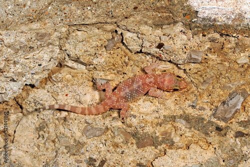 Turkish gecko // Europäischer Halbfinger (Hemidactylus turcicus) - Peloponnese, Greece photo