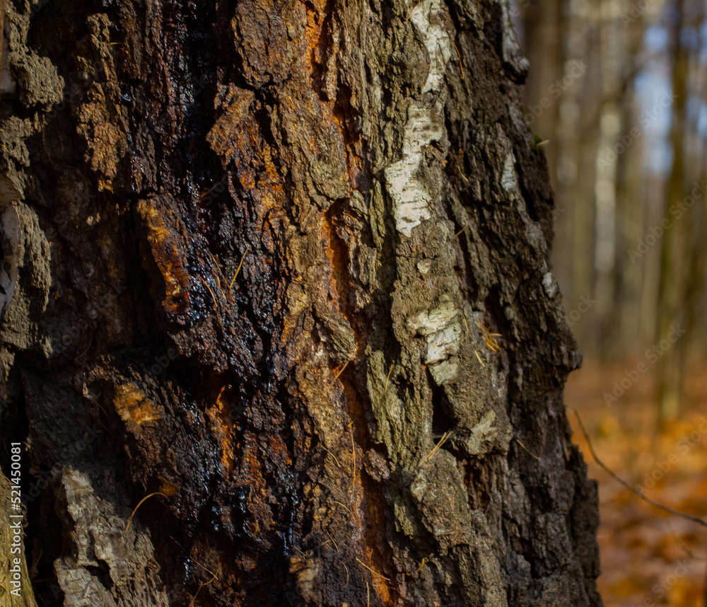 birch resin dried up flowing down a tree on a bright sunny day birch resin dried up flowing down a tree on a bright sunny day