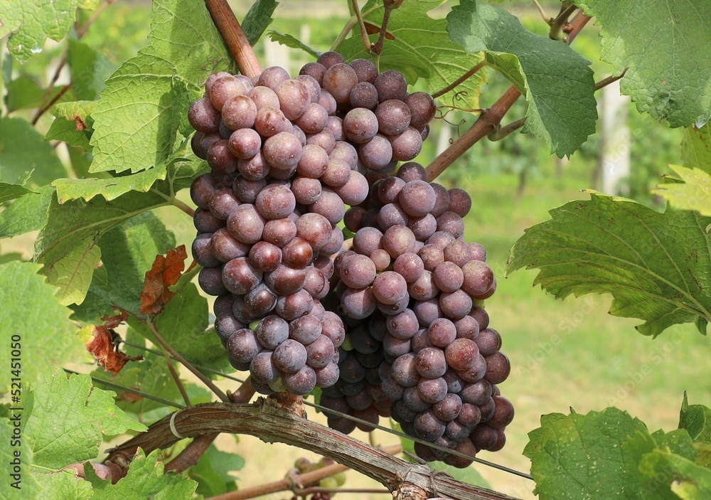 Bunches ofPinot gris grape, brown pinkish variety, hanging on vine just before the harvest Bunches ofPinot gris grape, brown pinkish variety, hanging on vine just before the harvest