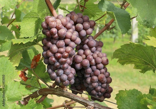 Wallpaper Mural Bunches ofPinot gris grape, brown pinkish variety, hanging on vine just before the harvest Torontodigital.ca