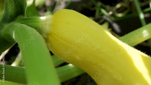 Fresh And Organic Yellow Summer Squash In The Field. - close up, tilt down photo