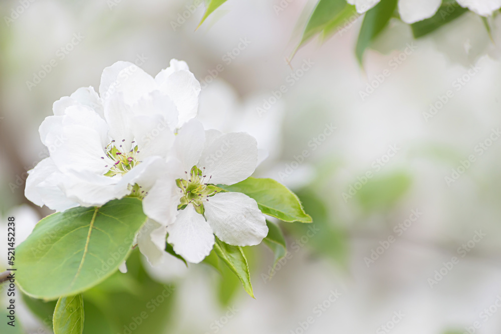 Fototapeta premium white apple blossoms, selective focus