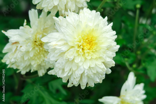 white chrysanthemums grow in a flower garden. cultivation of garden flowers concept