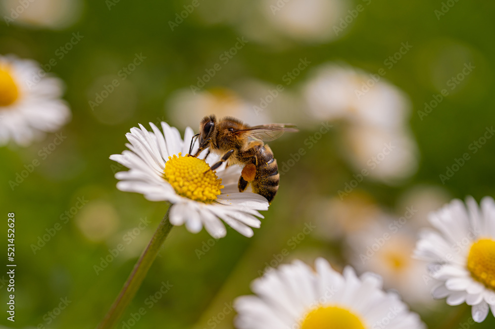 daisies in sunlight with bee on blooming flower. Nature and selective focus close up daisies in sunlight with bee on blooming flower. Nature and selective focus close up