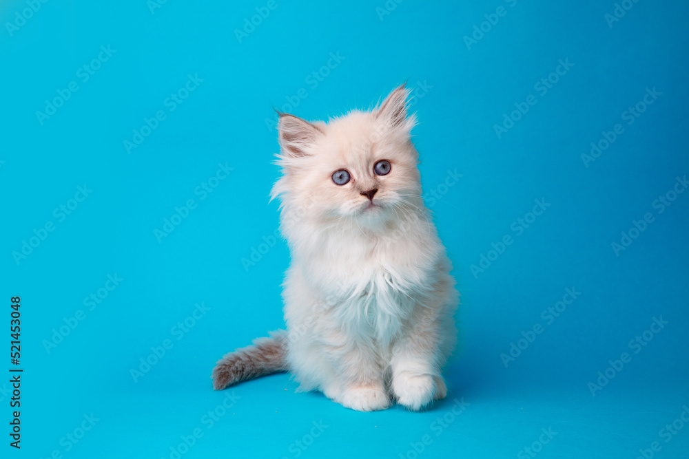 cute kitten on a blue background, studio shooting