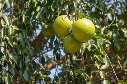Canvas Print Strychnos spinosa indigenous tree bearing some hard green monkey orange wild fru