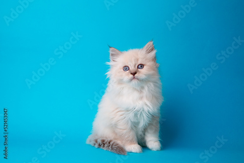 cute kitten on a blue background, studio shooting