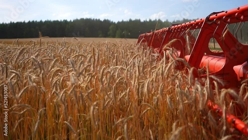 Combine harvester harvests wheat.  Food industry concept. Wheat shears. Harvester harvesting wheat in agricultural field. Shears for wheat. 