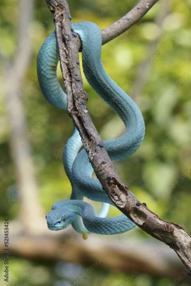 Naklejka premium Trimeresurus insularis (Indonesian pit viper, Lesser Sunda Islands pit viper, Sunda white-lipped pit viper) is a venomous pit viper species found in eastern Java and the Lesser Sunda Islands, Indonesi