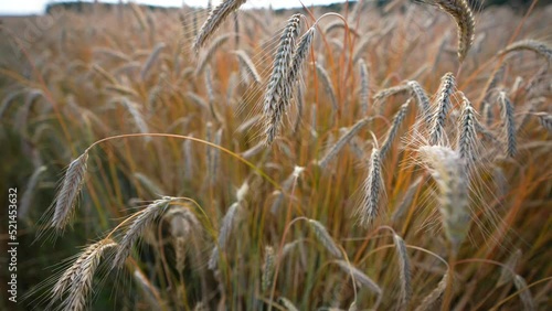 Wheat field. Ears of wheat close-up. Harvesting wheat.
