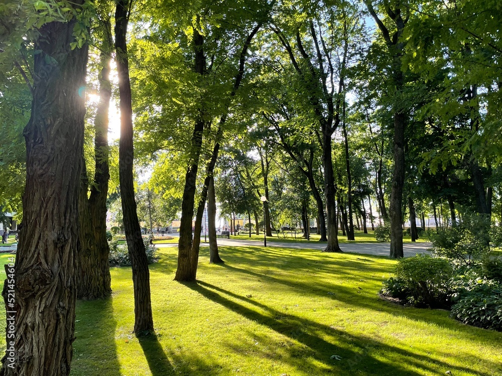 Obraz premium path in the park