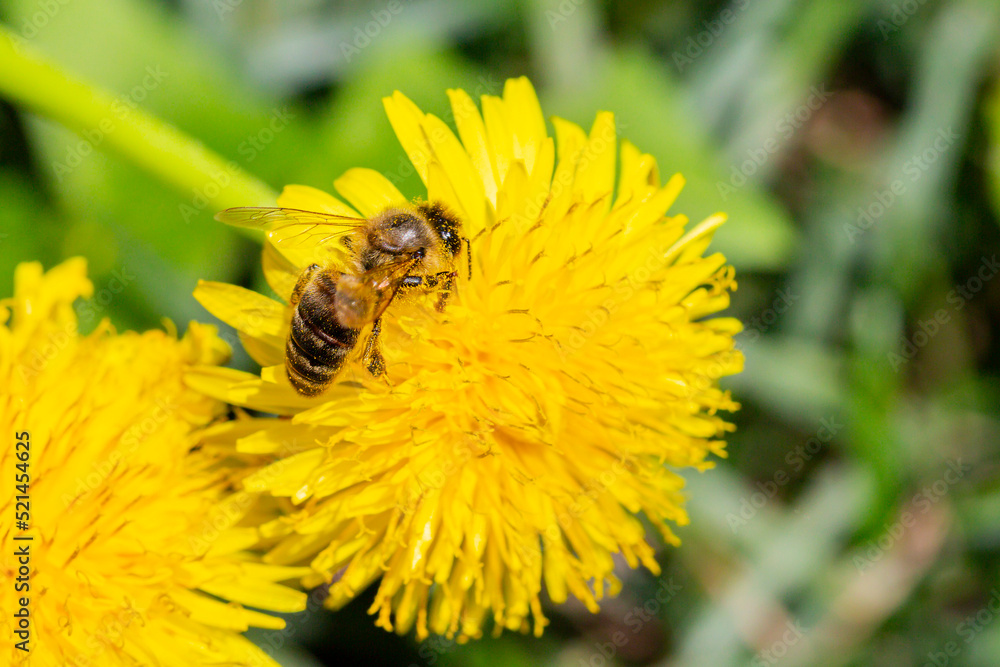 A bee is sitting on a dandelion. dandelions on a sunny spring day. A bee is sitting on a dandelion. dandelions on a sunny spring day.