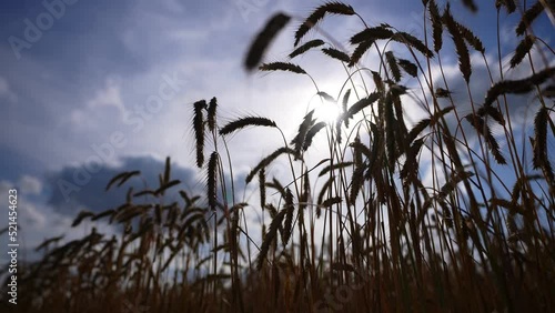 Wheat field against the sun with clouds. The concept of healthy food agriculture. Wheat field. Harvesting in summer.