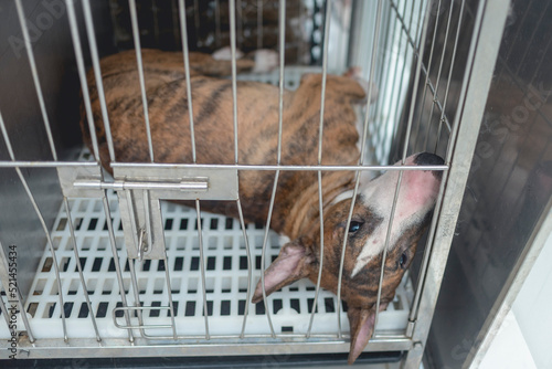 Fotografie An abandoned or unwanted bull terrier in a cage at the dog pound, animal shelter or veterinarian clinic