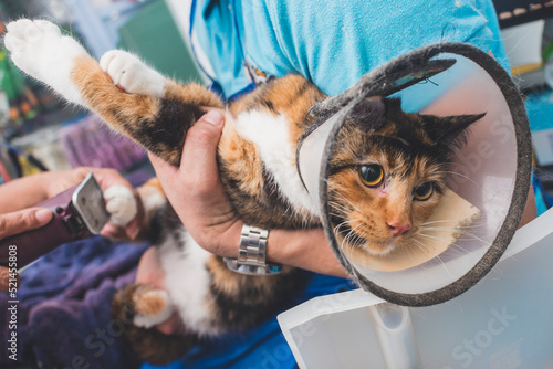 An agitated cat wearing an e-collar is held tightly by a groomer to prevent her from squirming around during a declaw, haircut and pet grooming service. photo