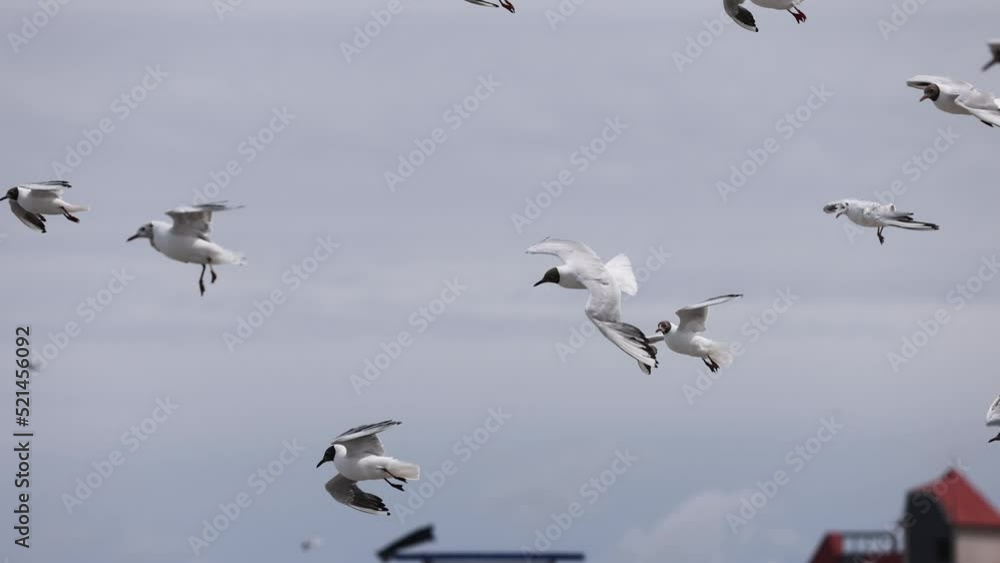 a flock of seagulls flies against the wind on the coast of the Baltic Sea a flock of seagulls flies against the wind on the coast of the Baltic Sea