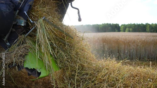 Straw is poured out of the harvester. A combine harvester collects wheat and dumps the waste on the ground. Harvesting, agriculture.