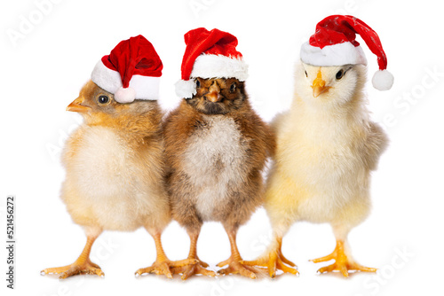 Foto Three chicken with santa hats isolated on white