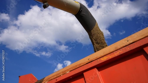 A combine harvester pours grain into a truck.
Grain harvest. Grain of wheat.