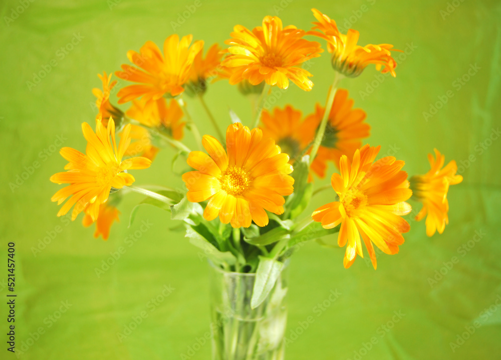 A bouquet of Calendula flowers close up on light green background