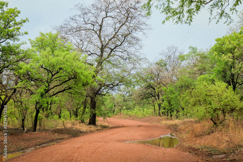 Empty Road with Orange Sand and Green Trees in the Mole National Park, the Largest wildlife refuge of Ghana, West Africa