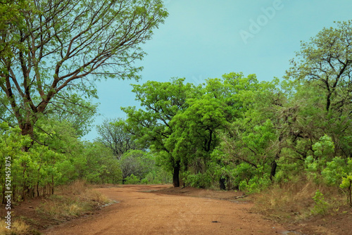 Empty Road with Orange Sand and Green Trees in the Mole National Park  the Largest wildlife refuge of Ghana  West Africa