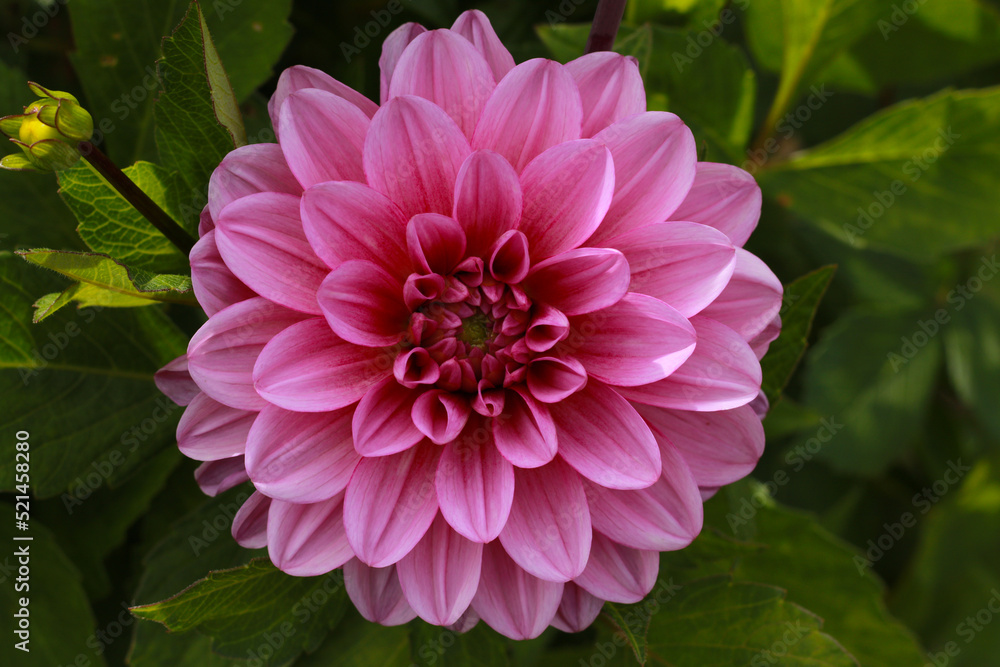 pink dahlia flower in the garden pink dahlia flower in the garden