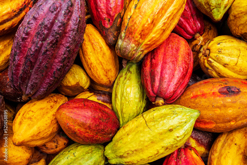 Aubergine, green, yellow and red colored cacao pods being harvest.