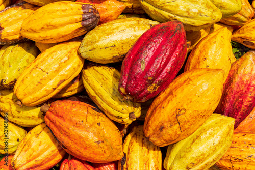Colorful yellow and red cacao pods on a heap when harvested.