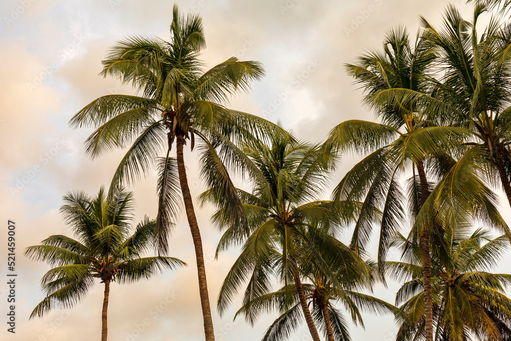 Palm trees bearing coconuts against a partly cloudy sky.