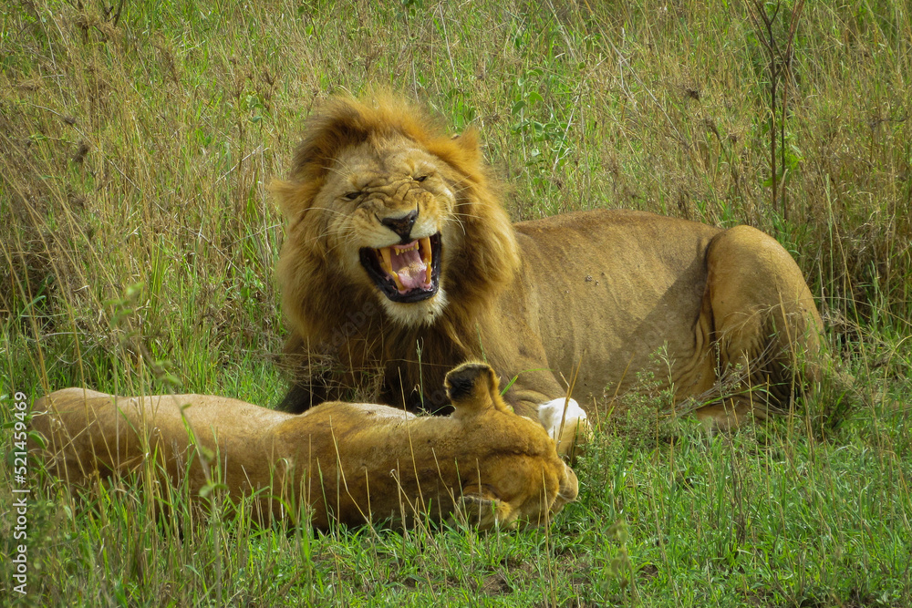 Obraz premium A couple of lions at mating time (Panthera Leo) - Serengeti National Park, Tanzania