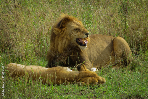 Εκτύπωση καμβά A couple of lions at mating time (Panthera Leo) - Serengeti National Park, Tanza